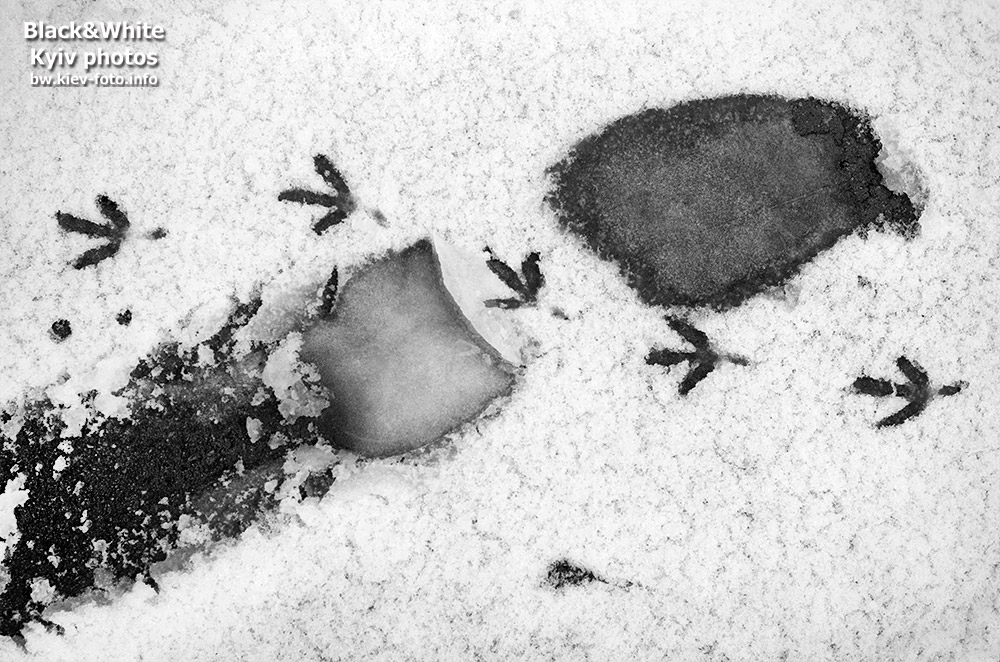 Следы на снегу. Footprints in the snow